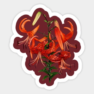 Lilies - Tiger Lilies Sticker